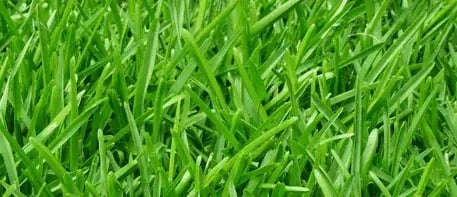 ng lawn